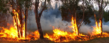 Waldbrand Symbolfoto