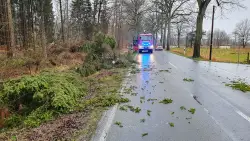 Baum auf Straße