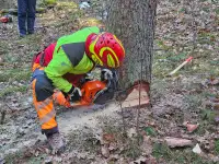 Ein Tag Motorsägenausbildung mit Sören